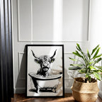 Highland Cow Having A Bath